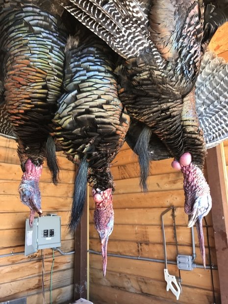 Texas turkey hunting
