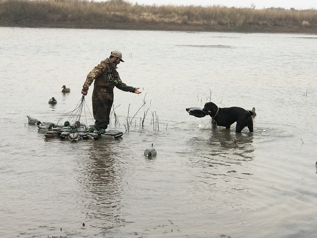 Texas duck hunting